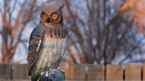 are snakes afraid of fake owls